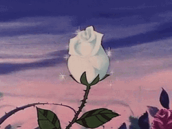 aesthetic white rose e6koao1et9mmokip.gif