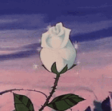aesthetic white rose e6koao1et9mmokip