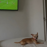 dani 3878