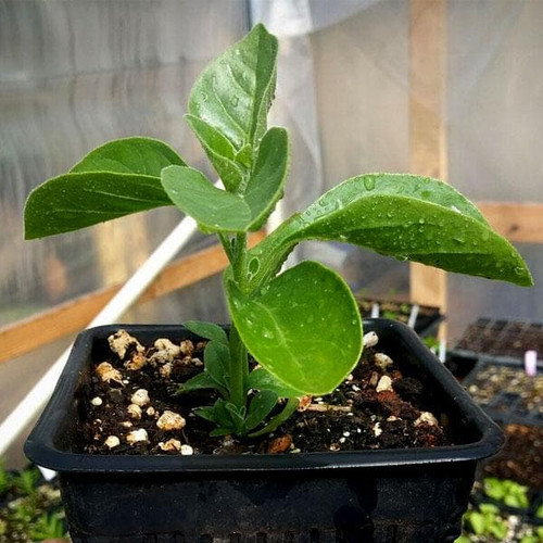 nurserylive ashwagandha plant.jpg