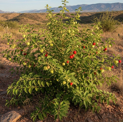 Ashwagandha plant.jpg