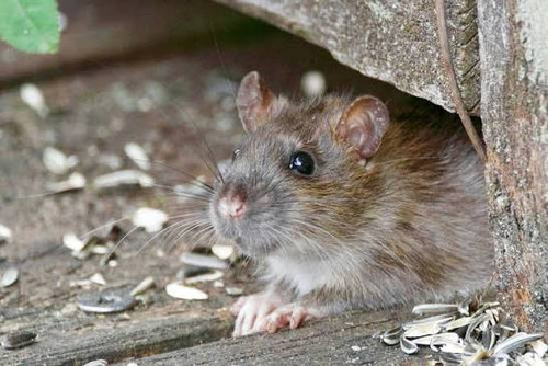 Best service for Rodent Control in Māngere.1