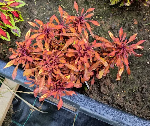 Sea Urchin Copper колеус.4