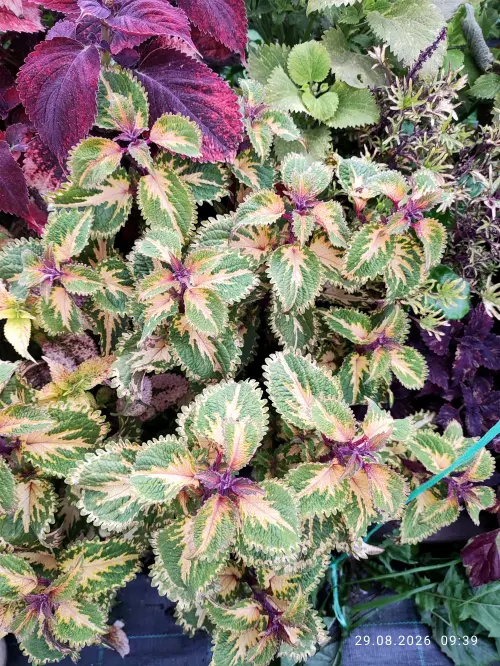 Lime Frill Tricolor Тай колеус.4