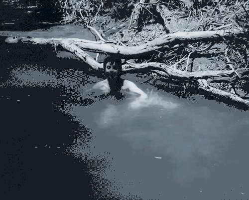 Isabel Sarli Trueno Entre Las Hojas (1956)1.gif