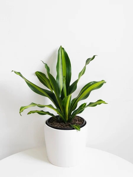 Large Indoor Plants Melbourne | Amazing Graze Flowers.jpg
