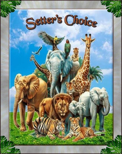 SETTER'S CHOICE.jpg