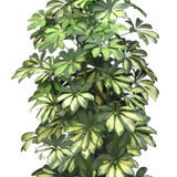 53.png