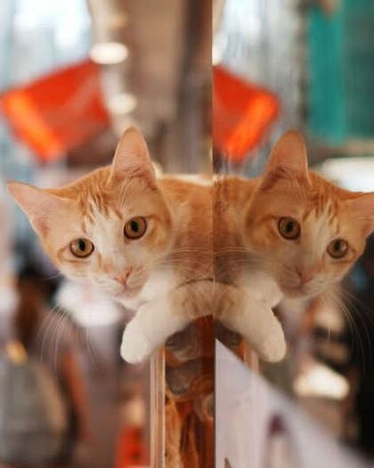 chinesewhiskers 1780300922 3909769973098643999 2518454837 6acee82376eaf 700.jpg