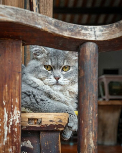chinesewhiskers 1785331917 3951973017458353855 2518454837 6acee8637c0c2 700.jpg