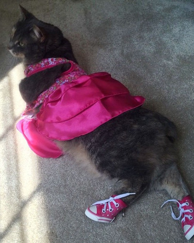 guy takes cat prom ruby sam steingard 8.jpg