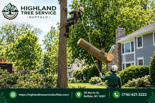Highland tree service 5.png
