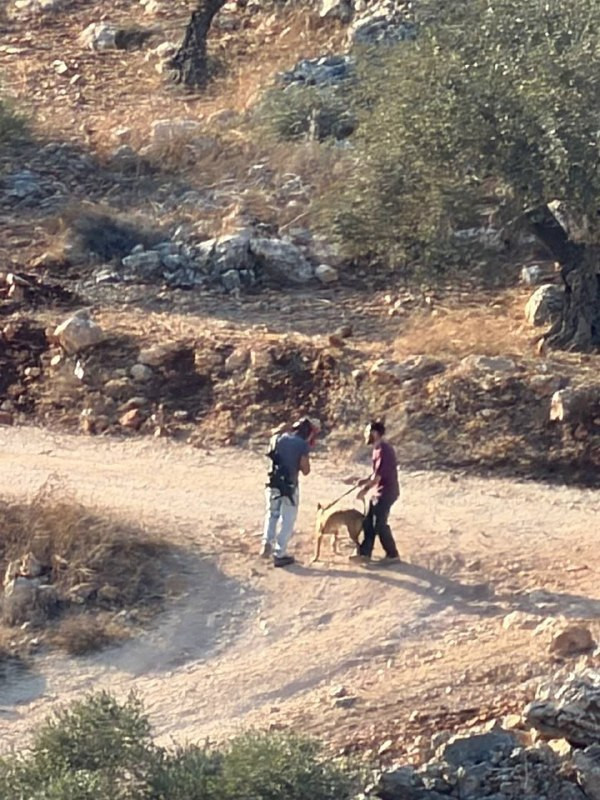 قطعان المستوطنين تقوم بطرد المزارعين من أراضيهم في منطقة الوادات في قرية حجة شرق قلقيلية....