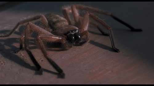 Arachnophobia (1990) 2160p HDR Ai Upscale Screenshot10 Mesc.png