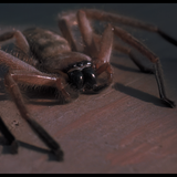 Arachnophobia (1990) 2160p HDR Ai Upscale Screenshot10 Mesc