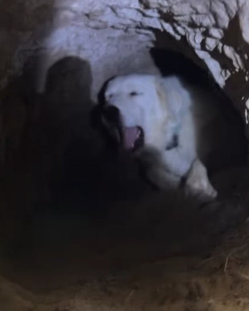 Viral Dog Digs Underground Condo Hansen Family Barnyard 6ad1d799c9ae3 png 700.jpg