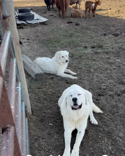 Viral Dog Digs Underground Condo Hansen Family Barnyard 6ad1dbb634635 png 700.jpg