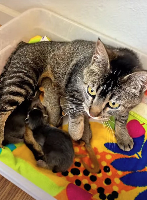 Cat Adopts Squirrels The Real Mouse Tales 6ad2251bd0401 png 700.jpg
