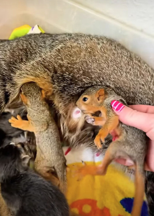 Cat Adopts Squirrels The Real Mouse Tales 6ad2260adf035 png 700.jpg