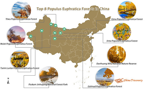 top 8 populus euphratica forest of china.jpg