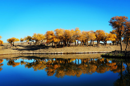 ruoshui huyang 512 1.jpg