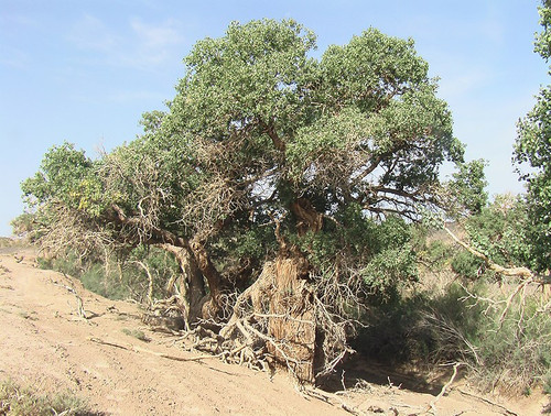 Populus diversifolia, Ekhiin Gol oazis, Shinejinst sum, Bayankhongor province, Mongolia, Gobi desert.jpg