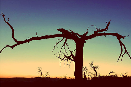 strange forest 512 4.jpg