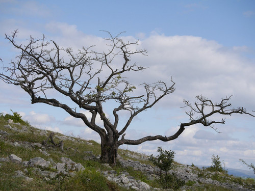 1623092878 57 pibig info p turanga derevo priroda krasivo foto 65.jpg