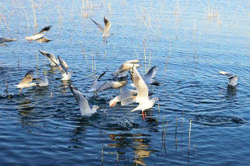 juyan lake 512 4.jpg