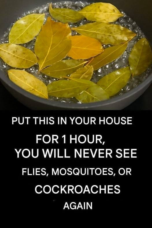 Say goodbye to flies mosquitoes and