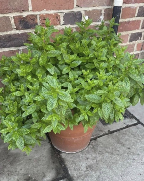 Place a Pot of Mint at
