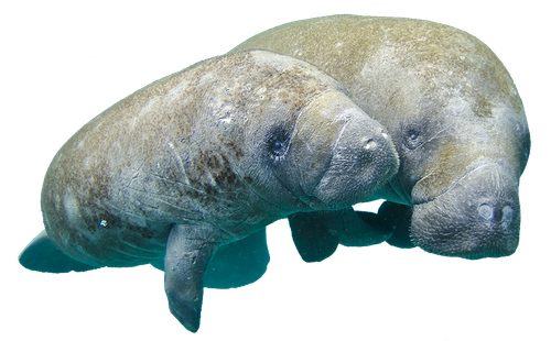 manateeaccenttj orig.2