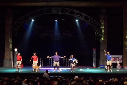 Canine Entertainment That Captivates Crowds.jpg