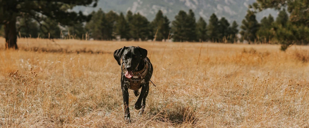 Auroth Dog Leash Review 2026: Is This Heavy-Duty Bungee Leash Worth the Hype?