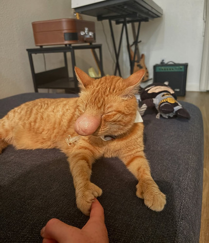 bignosebiscuit 1786051336 3958007193001322216 49581597297.jpg