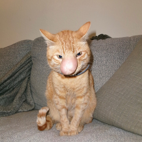 bignosebiscuit 1784065716 3941350307447644022 49581597297.jpg