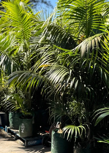 Palm Trees for Sale in Sydney | Tropical Nursery Plants.jpg
