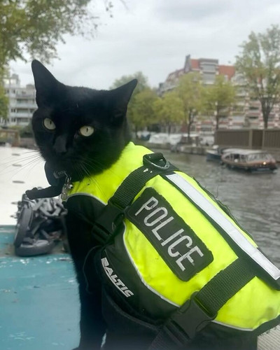 Meet Nimis the Feline Officer Making Waves in Amsterdam Interview 68540ae75f03d 700.jpg