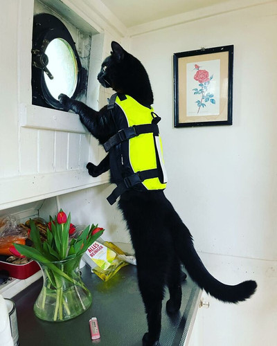 Meet Nimis the Feline Officer Making Waves in Amsterdam Interview 68540b1ceb4dc 700.jpg