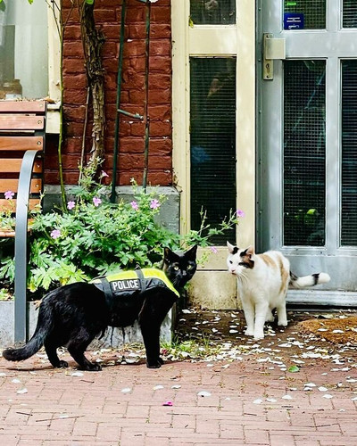 Meet Nimis the Feline Officer Making Waves in Amsterdam Interview 68540b422e0cd 700.jpg