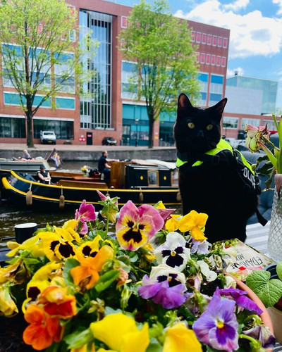 Meet Nimis the Feline Officer Making Waves in Amsterdam Interview 68540b1a70a92 700.jpg