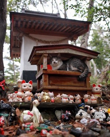 cat shrine ishinomaki japan miyori daimyojin rain 5f8d7c34523f5 700.jpg