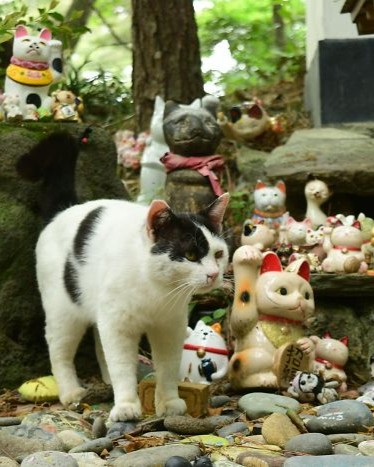cat shrine ishinomaki japan miyori daimyojin rain 5f8d7c28a8990 700.jpg