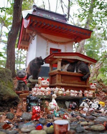 cat shrine ishinomaki japan miyori daimyojin rain 5f8d7c2b7be0d 700.jpg