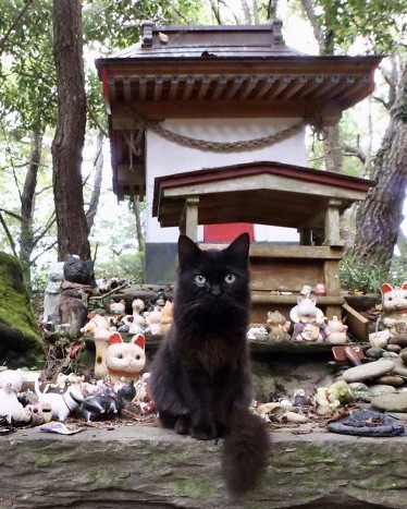 cat shrine ishinomaki japan miyori daimyojin rain 5f8d7c1545524 700.jpg