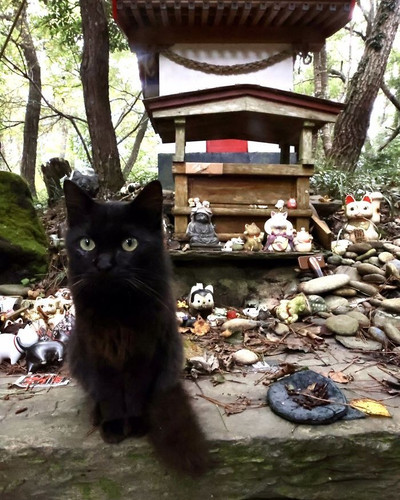 cat shrine ishinomaki japan miyori daimyojin rain 5f8d7c1b2bdd4 700.jpg