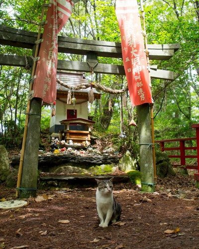 cat shrine ishinomaki japan miyori daimyojin rain 5f8d7c260c5da 700.jpg