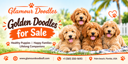 Discover Adorable Golden Doodles Ready for Loving Homes.png