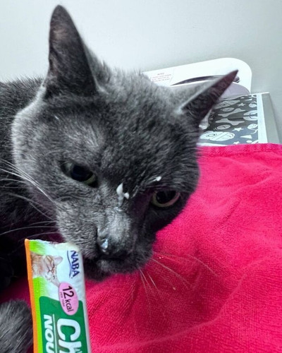 40 Cats Who Went To The Vet And Made Sure Everyone Knew Exactly How They Felt 6aa25b5f0bb22 700.jpg