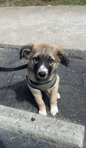 doggo.png